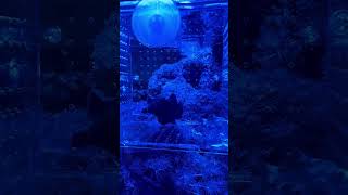 Angler fish viralvideo saltwater aquarium fish [upl. by Anatak113]