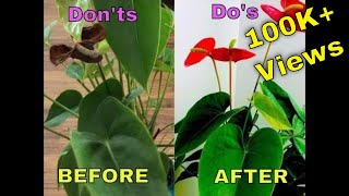 Saving Anthurium Plant  Dos Donts  Care For Anthurium  Indoor Flowering Plant  Bubble of Green [upl. by Rolanda817]