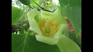 Liriodendron tulipifera tulip tree [upl. by Michaele]