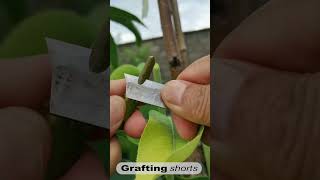 pear tree grafting technology l grafting shorts [upl. by Nosna]