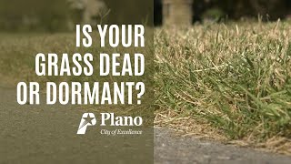 Is Your Grass Dead or Just Dormant Protect Your Lawn All Year [upl. by Akina]