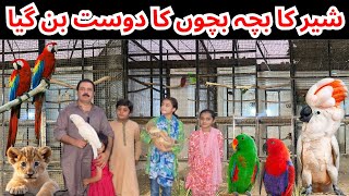 Visited at Malik Waqas Birds Breeding farm in PakistanMacawCockatooYellow RingneckRawLion [upl. by Ynobe]