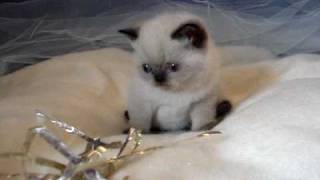 Seal point Exotic male kitten [upl. by Dusa]