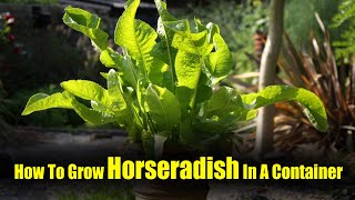 How To Grow Horseradish In A Container [upl. by Aicatan]