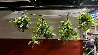 Homegrown Basil  Harvested Dried and Chopped Into Flakes [upl. by Golding]