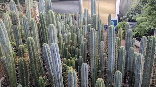 Trichocereus WalkAround after RAIN 🌧️ [upl. by Fonz]