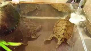 Cagles Map Turtles  Tartarium 80  Reptiles  Pets  Turtle [upl. by Lundt]