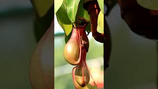 Do you know the giant plant Nepenthes rajah plantastics🌱 nature botany nepenthes plants wild [upl. by Yoc]