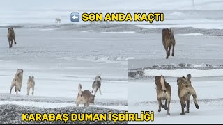 ÖNCE KURT SONRA KÖPEKLER DUMAN VE KARABAŞLA KURT OPERASYONU KURT SON ANDA KAÇTI [upl. by Shaddock576]