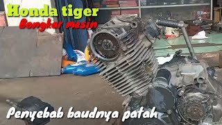 Cara mengatasi baud kenapot Tiger patah [upl. by Georgiana]