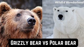 Grizzly Bear vs Polar Bear [upl. by Hanaj219]