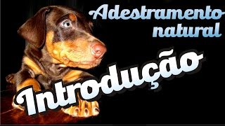 Curso grátis de adestramento  Introdução [upl. by Adiel]