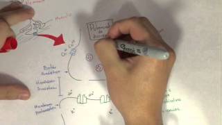 Fisología Unión Neuromuscular [upl. by Merow]