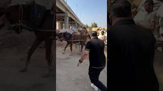 The owner of the horse was brutally broke this horse leg and twisted his tongue…It’s heartbreaking💔 [upl. by Diarmuid]