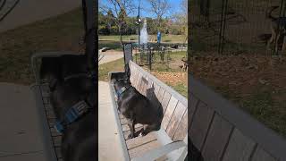 Check Out This Pit Mixs Incredible Obedience Journey  Indianapolis Dog Trainers Off Leash K9 [upl. by Briggs]