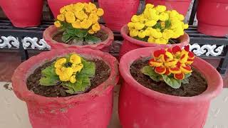 How to grow calceolaria flower  ladyspurse flower how to care  कैल्सोलारिया की देखभाल कैसे करें [upl. by Aleafar814]