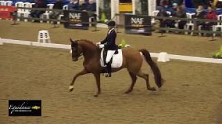 Laura Wollen  Woodcroft Francisco Medium Freestyle Gold [upl. by Ravens]