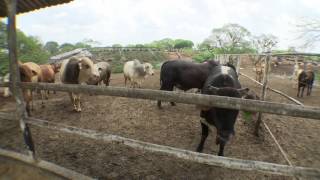 Veracruz Agropecuario  Engorda Intensiva y Bienestar Animal [upl. by Howlond]