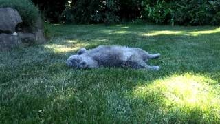 British Shorthair Fat and Cute Cat Maxi Relaxing After Lunch [upl. by Sternberg90]