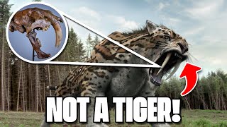 The Tiger That isnt a Tiger  Saber Tooth [upl. by Nollek349]