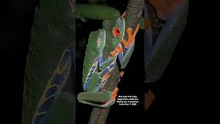 Redeyed Tree Frogs mating in amplexus [upl. by Yalcrab327]