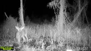 Maurepas Swamp WMA Trail Cam Videos OctNov [upl. by Annuahs]