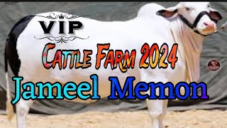 Karachi Cow Mandi 2024  Jameel Memon  Cow Mandi 2024  Karachi Cattle Farm 2024 [upl. by Nalorac]