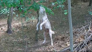 Wolf Mother of Six Credits Her Exceptional Agility to a Leafy Diet 🐺 [upl. by Dinsmore]