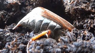 Large cockchafer beetle needs only less than a minute to bury itself complete under the soil [upl. by Ahsyat]