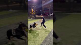 Doberman halısahaya girdi 😱 dog köpek [upl. by Eiser]