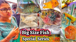 Galif Street Pet Market Big Size Fish Market  Kolkata Gallif Street Aquarium Fish Market [upl. by Simson]