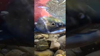 Kokanee salmon water river lake fun creekfishing fishing salmon salmonrun fish goodvibes [upl. by Sabella162]