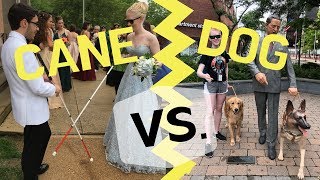 Cane vs Guide Dog  Pros amp Cons [upl. by Biegel]