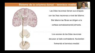 Tema 4 Médula espinal tractos ascendentes [upl. by Tiersten517]
