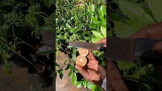 🍈 ചുവപ്പ് ചെറുനാരങ്ങ  redlemon lemon fruit exoticfruitplants shots [upl. by Alyhs]