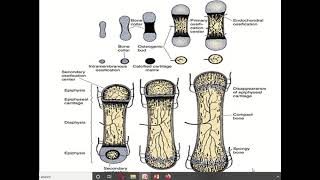 Easy explanation of development of typical long bone [upl. by Spanjian]