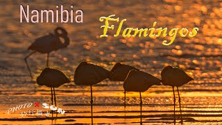 Beautiful Flamingos Namibia  美丽的火烈鸟 纳米比亚 [upl. by Hallsy]