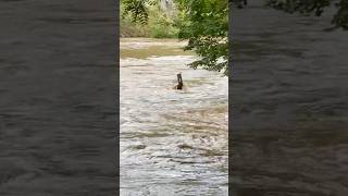 Tuckasegee Flooding 92724 [upl. by Maida]