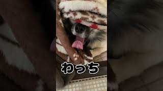 ここちゃんの巣ごもり チワワ大好き 癒し 可愛い チワワちゃん 愛犬 チワワと暮らす cute チワワ チワワラブ [upl. by Aluin556]