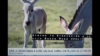 Reino Unido bienvenida a asno Somalí en peligro de extinción [upl. by Eimyaj]