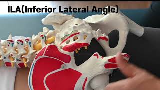 촉진 ILA Inferior lateral Angle palpation 골반회전이 얼마나 되어 있는지 scaral torsion를 확인하기 위한 첫번째 촉진 [upl. by Andromeda598]