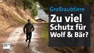 Freilebende Raubtiere Zu viel Schutz für Bär und Wolf  Kontrovers  BR24 [upl. by Giffy]