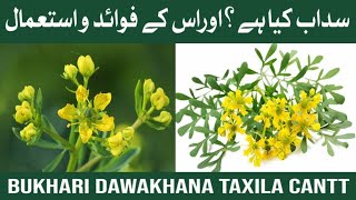 Sadaab Fawaid Aur Istemaal  Garden Rue Benefits amp Uses HindiUrdu  سداب کے فوائد اور خواص [upl. by Libna]