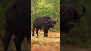 BUFFALO  Buffalo Sounds 🖤 [upl. by Leyes]