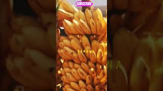 Beautiful Banana ripe nature plant fruit banana youtube shorts trending viral [upl. by Gary]