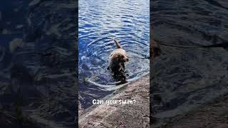 Lagotto taking a swim in a lake 🦦 lagottoromagnolo lagotto [upl. by Lindon780]