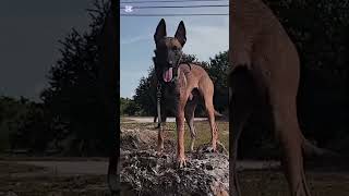 malinois  CR idk  xyzcba fyp dogs videoviral foryou trend CapCut malinois [upl. by Sturges]