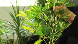 How to Prune Variegated Schefflera Arboricola  Gardening amp Plant Care [upl. by Inttirb]