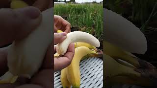 break time eating banana 🍌 short satisfying food eating breaktime ytshortsvideo viralvideo [upl. by Adnawed]