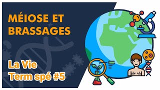 Méiose et brassages SVT  LA VIE Term spé 5  Mathrix [upl. by Anirda981]